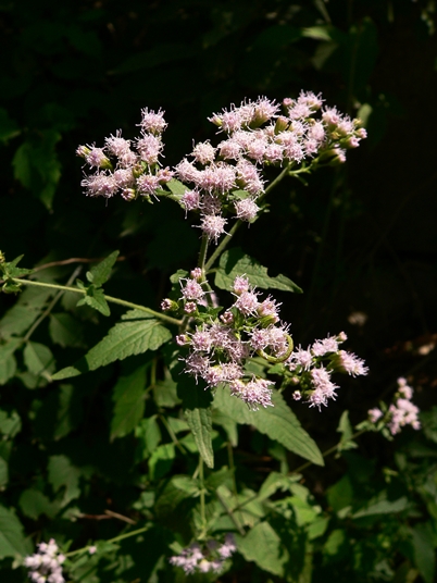 {Fleischmannia incarnata}